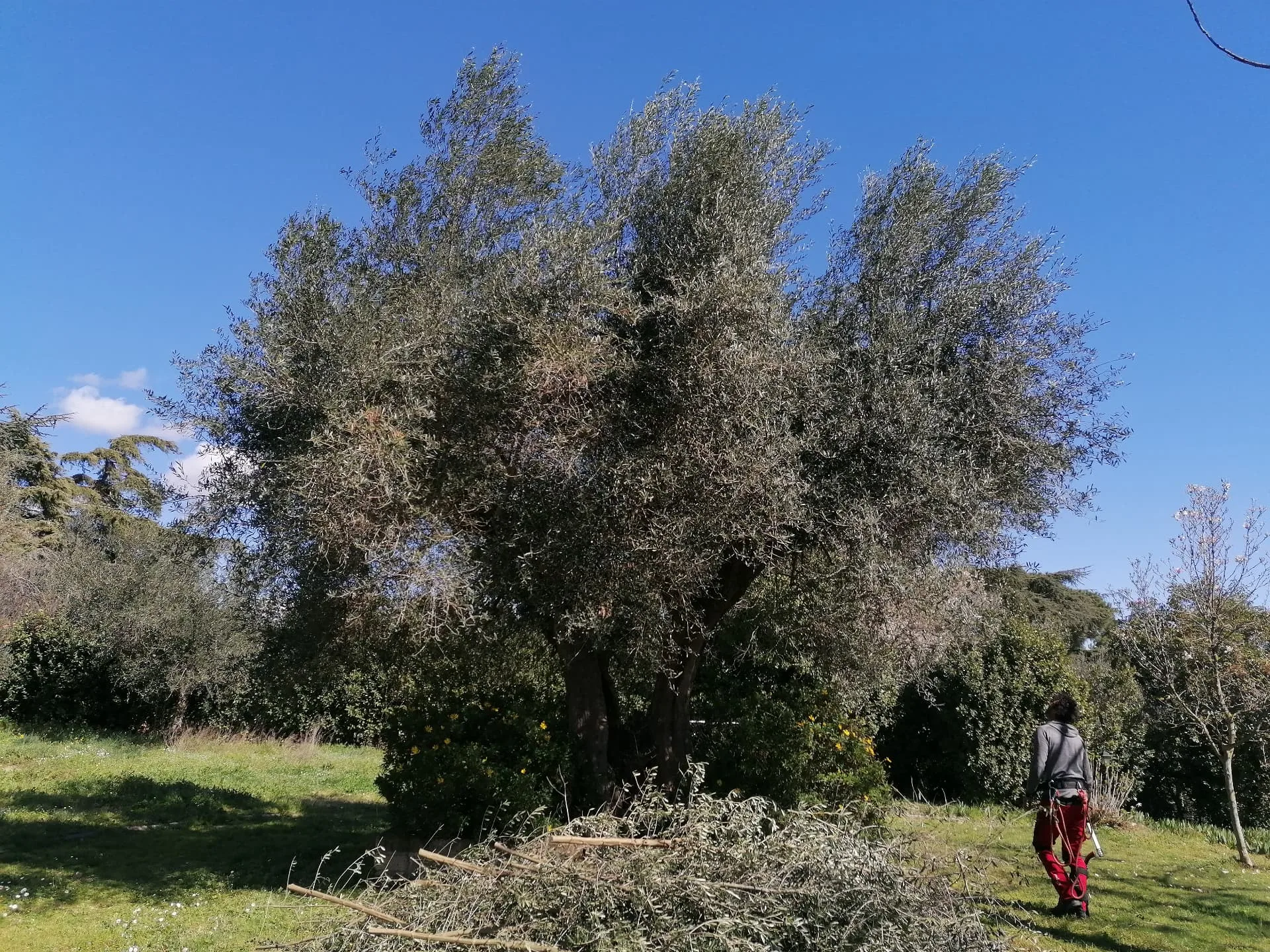 Rimonda su olivo maturo con ramaglia raccolta a terra