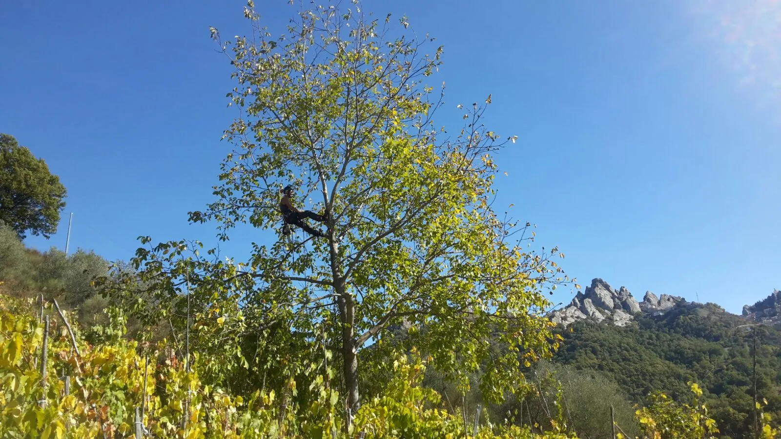 Arboricoltore in quota su un noce con una vigna alla base e i picchi rocciosi sullo sfondo