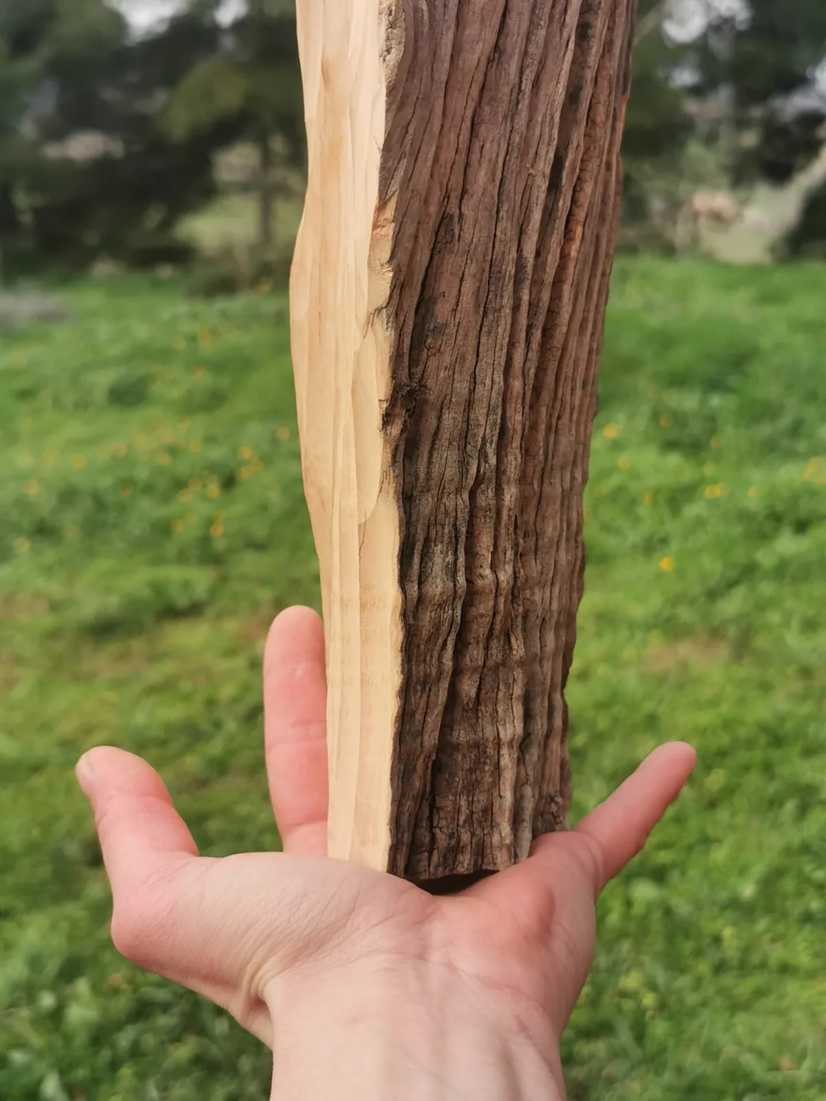 Frammento di fusto tenuto in mano, metà corteccia e metà legno chiaro, su un prato