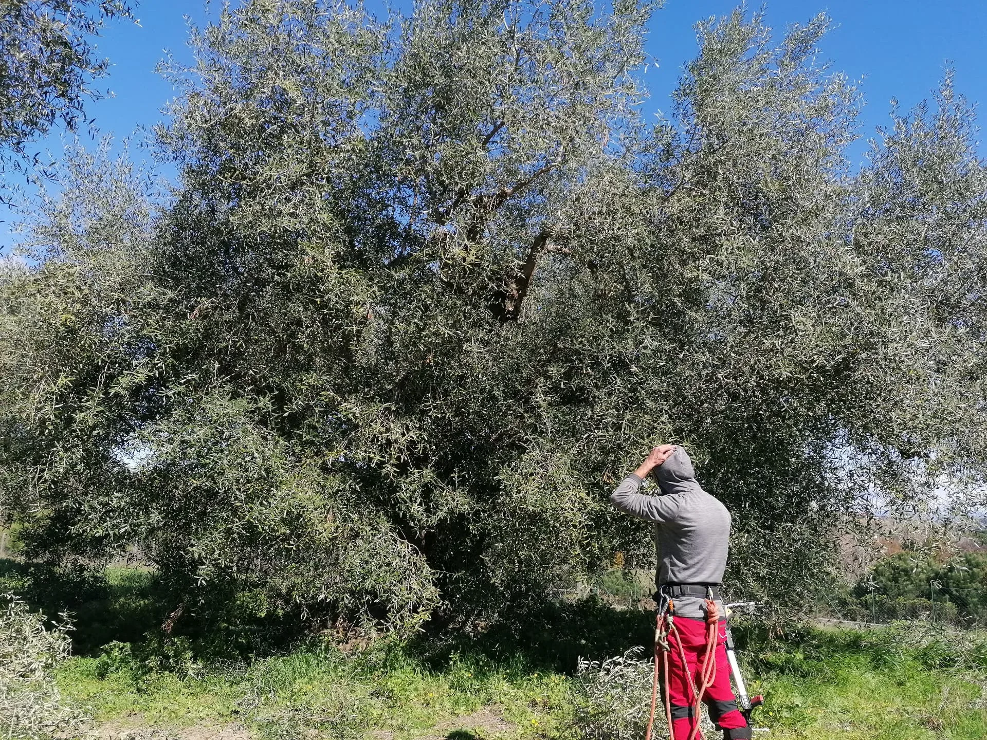 Verifica della chioma di un olivo veterano dopo l’intervento