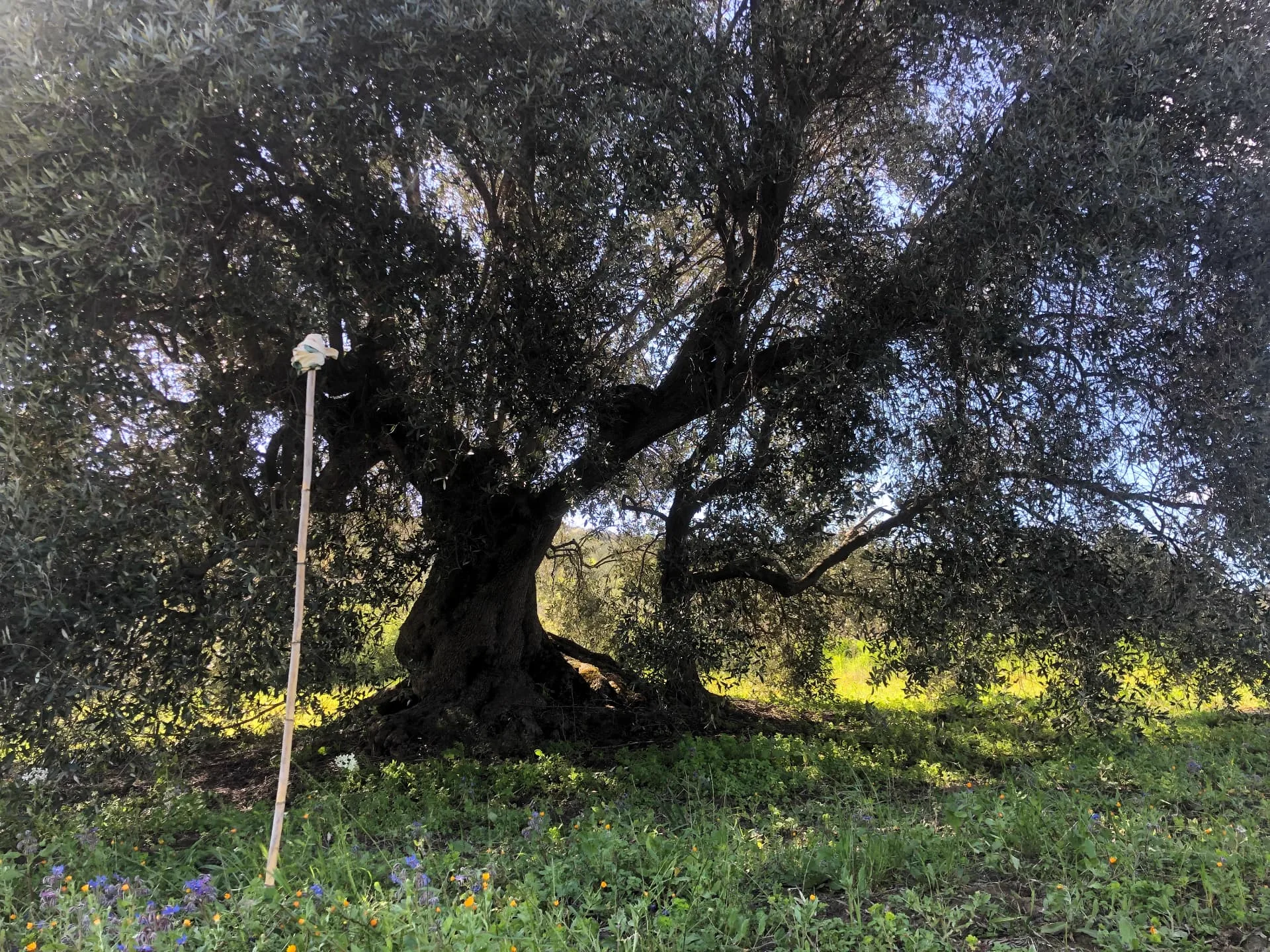 Grande ulivo maestoso a chioma espansa in un prato fiorito