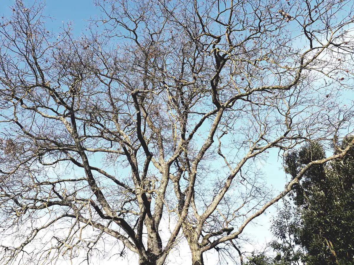 Ampia chioma ramificata di una quercia vista dal basso