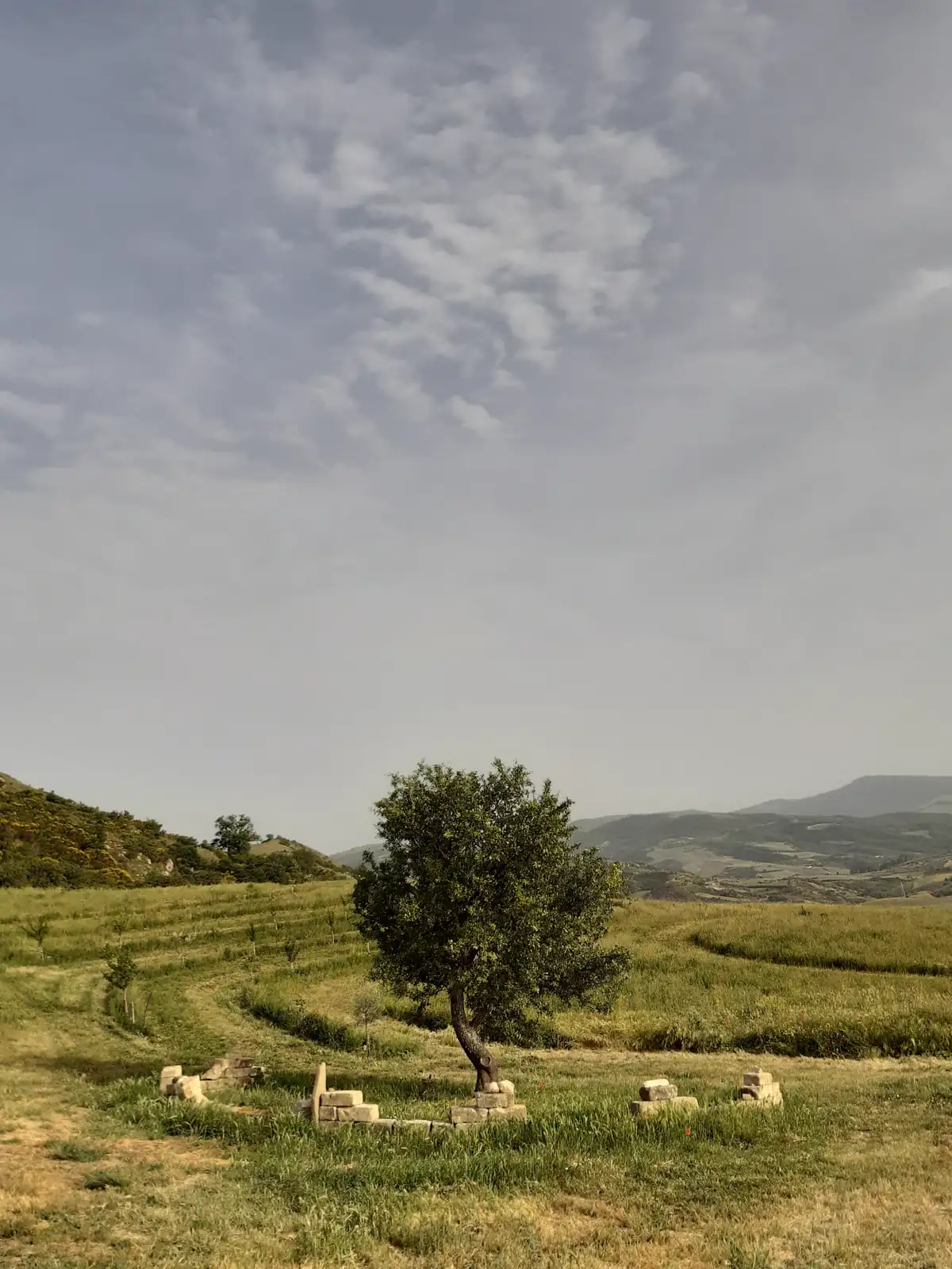 Pero selvatico isolato in un campo collinare con un semicerchio di pietre alla base