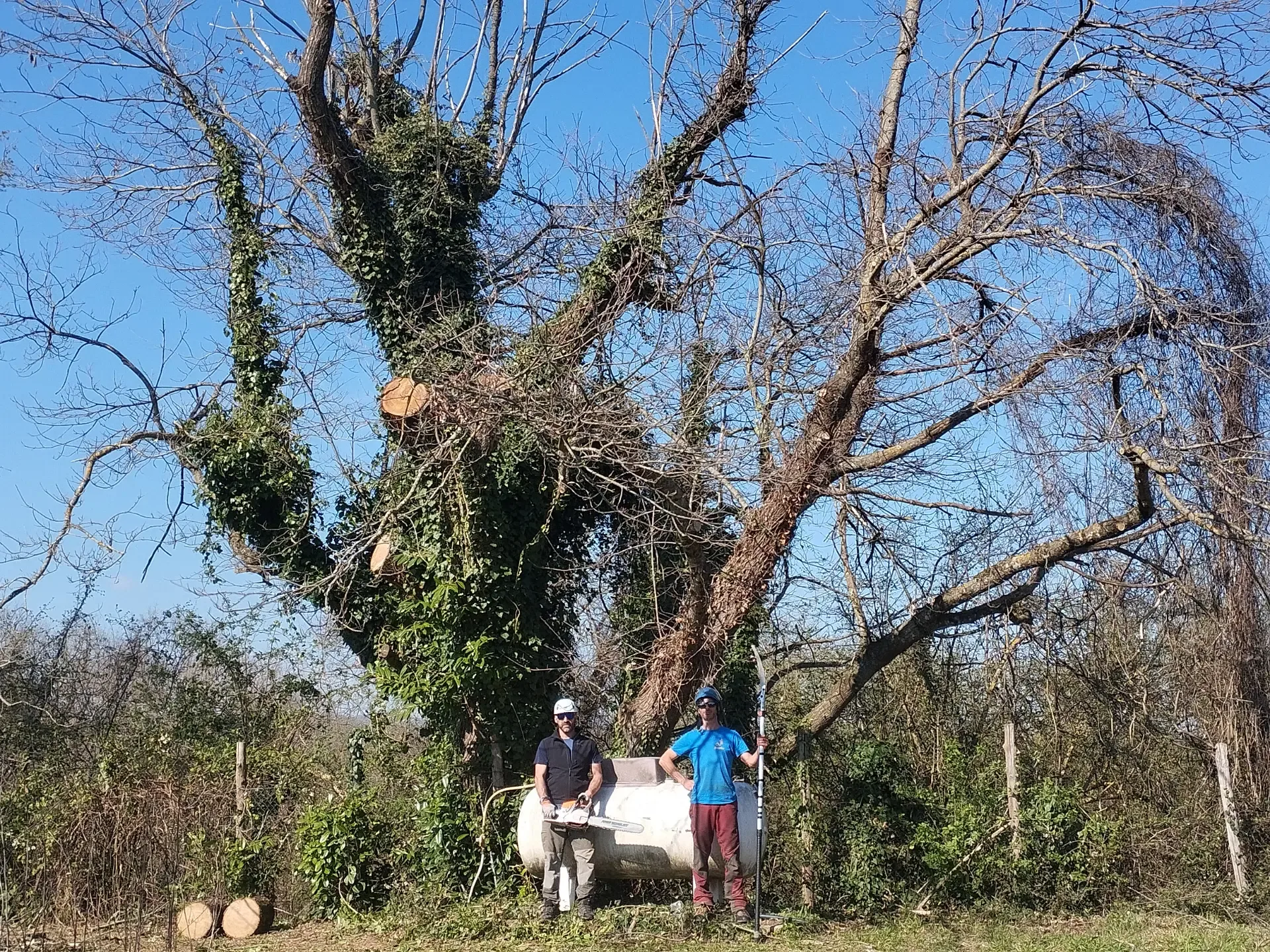 Castagno secolare con la squadra al lavoro a terra