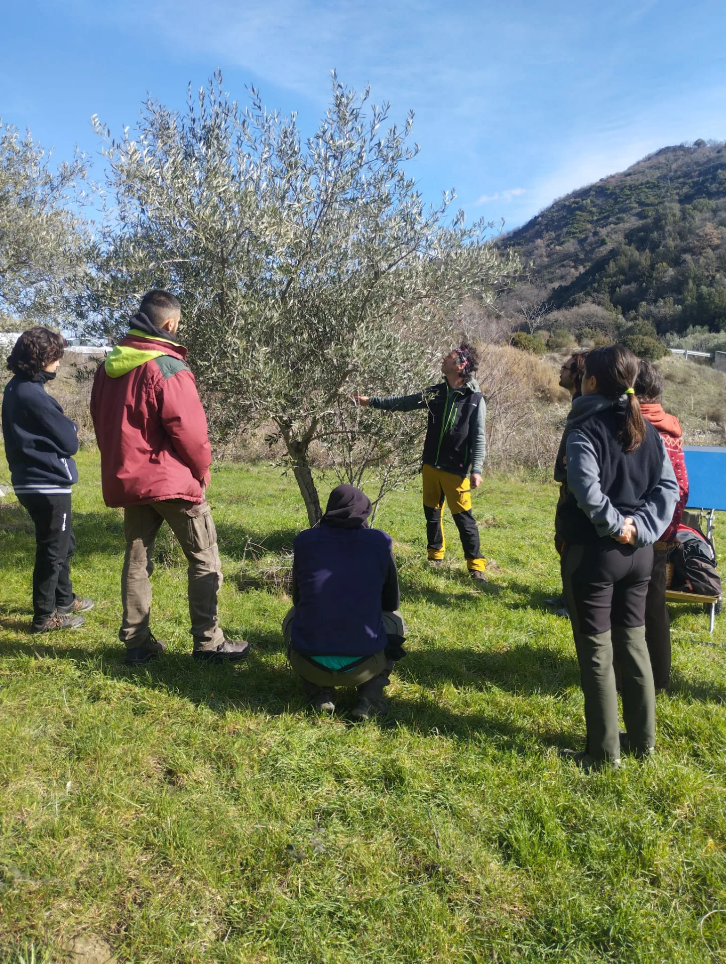 Dimostrazione di potatura su un giovane ulivo davanti ai partecipanti