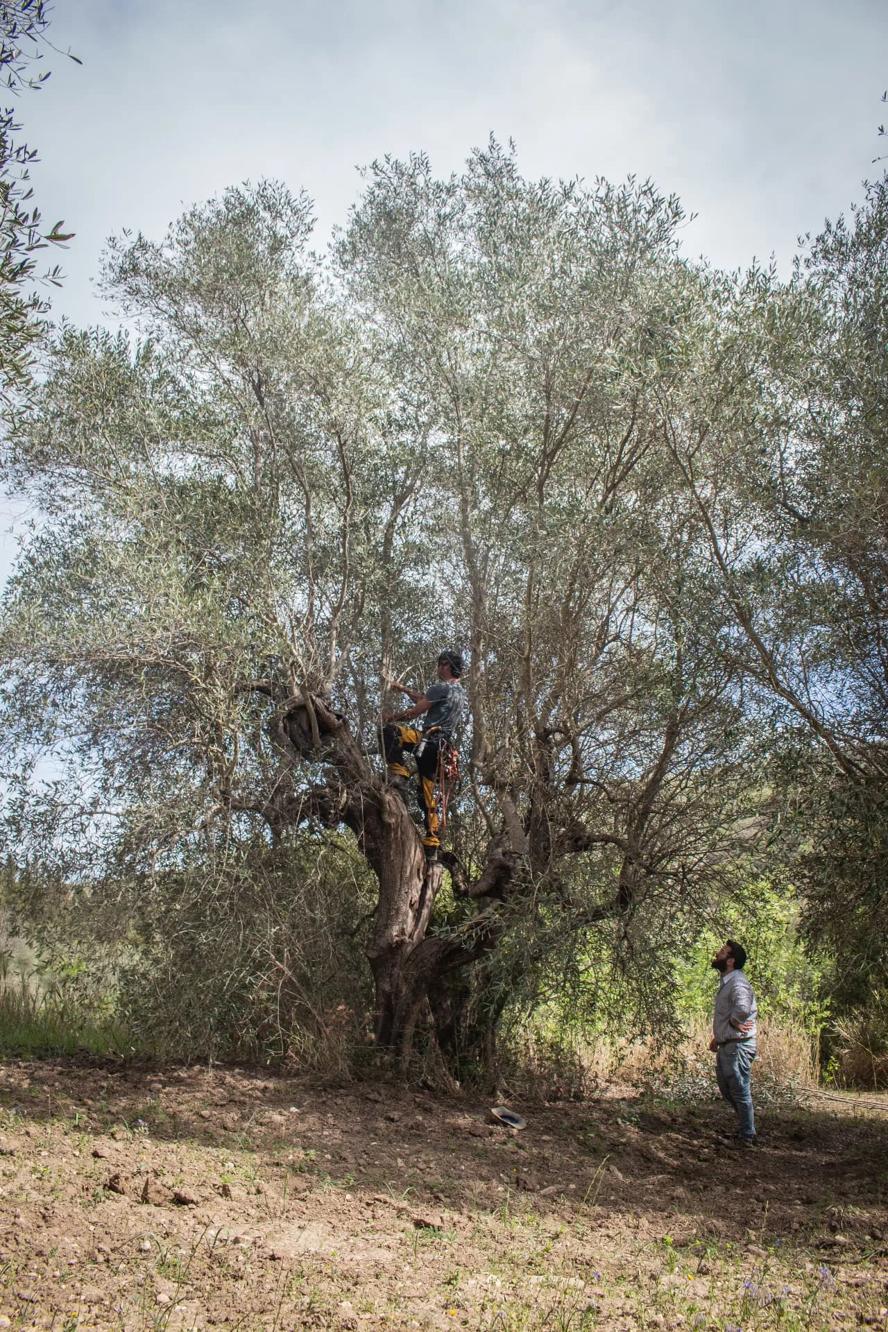 Intervento in tree climbing su un ulivo secolare