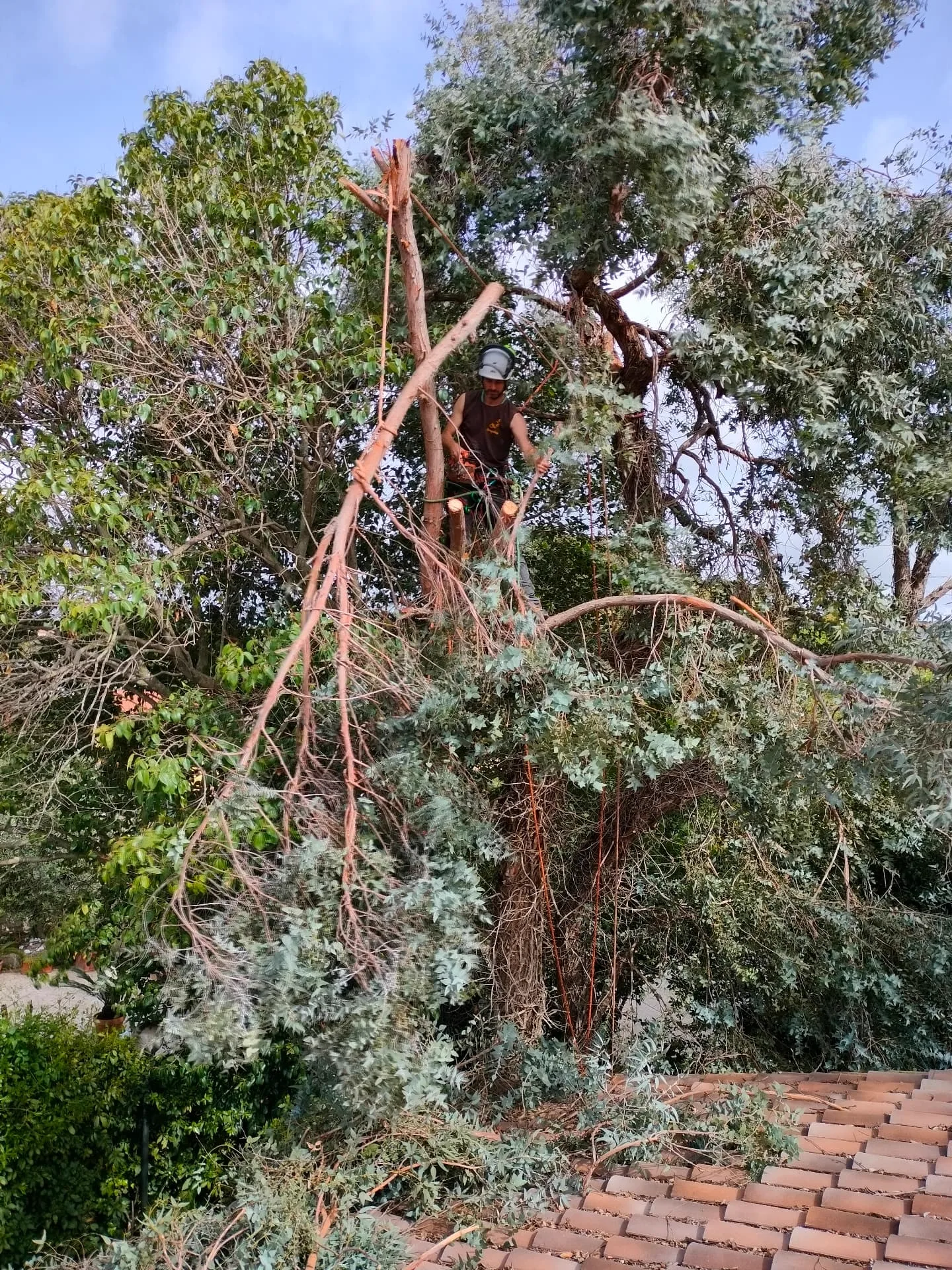 Arboricoltore in tree climbing che cala una branca sopra un tetto di coppi