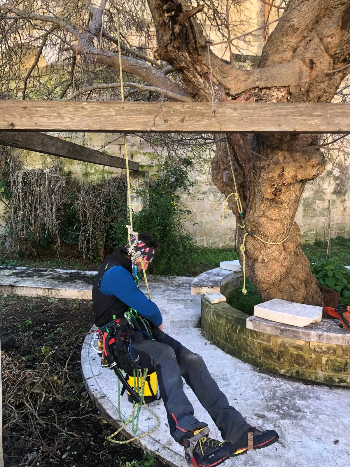 Ceppaia nodosa del gelso e arboricoltore in imbrago