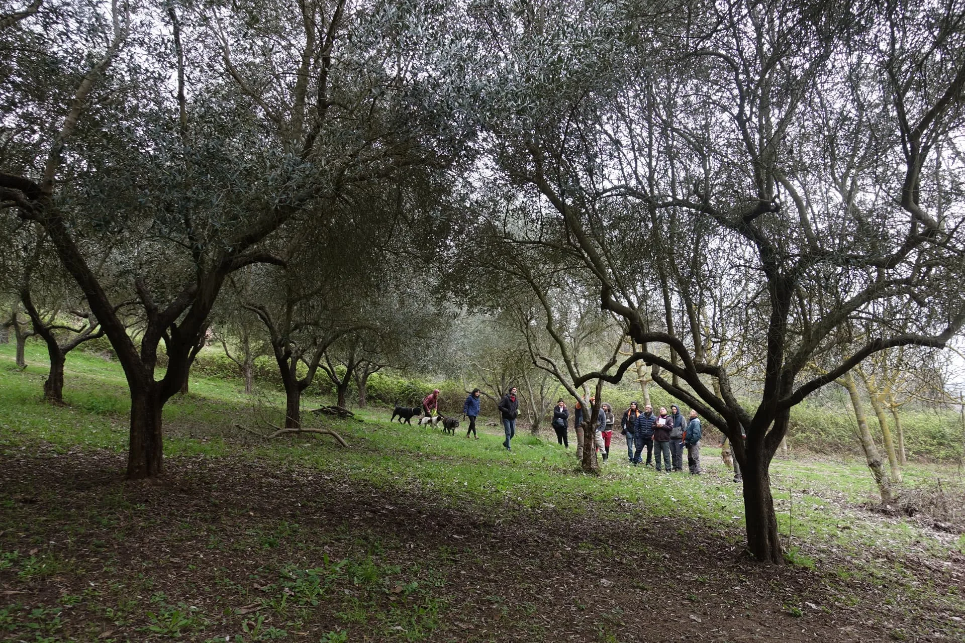Camminata didattica in un oliveto invernale