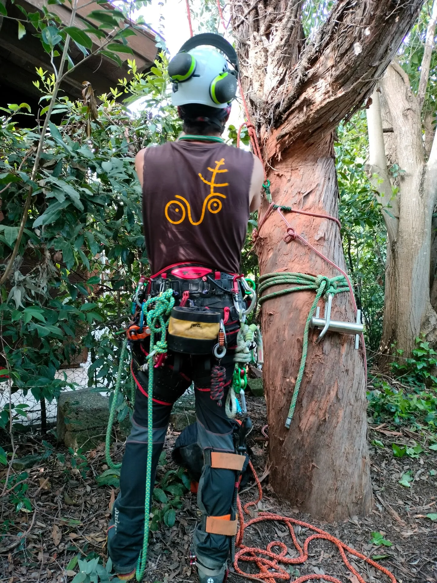 Arboricoltore di schiena in imbrago alla base dell'eucalipto
