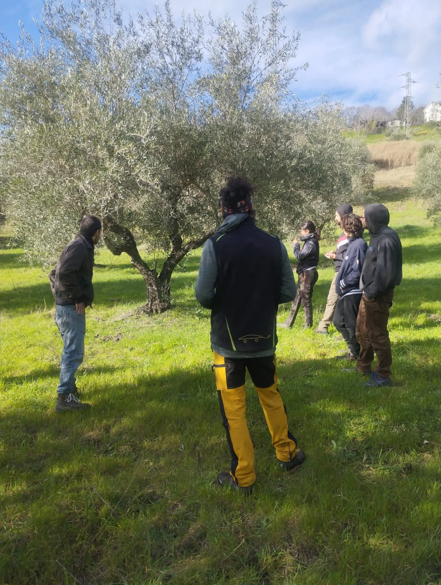 Gruppo di corso in ascolto sotto una grande chioma di ulivo