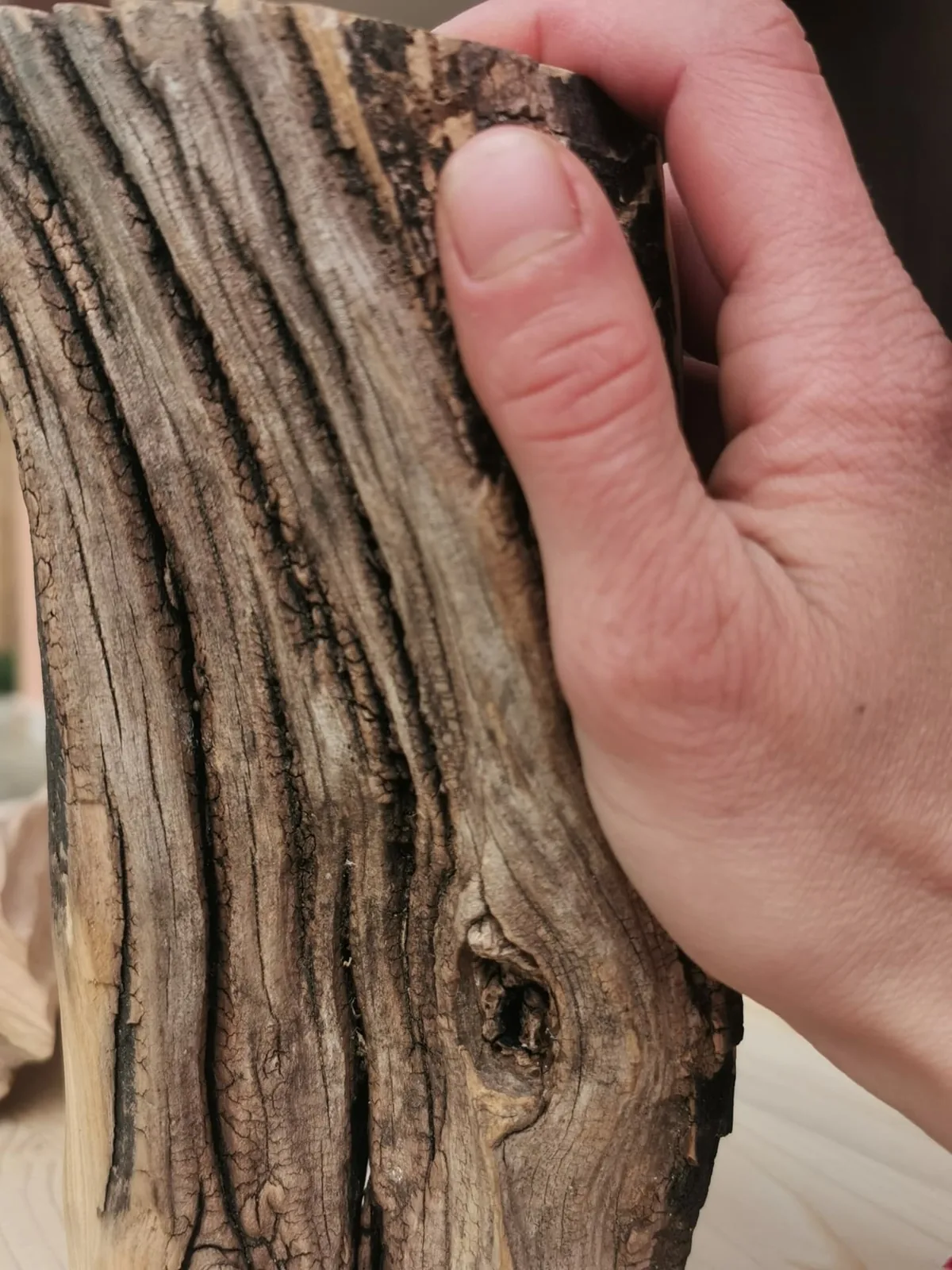 Una mano che regge una tavola di legno dalla corteccia rugosa