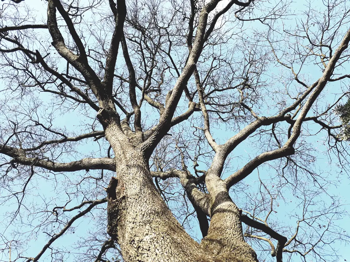 Grande fusto e branche principali di quercia osservati dal basso contro il cielo