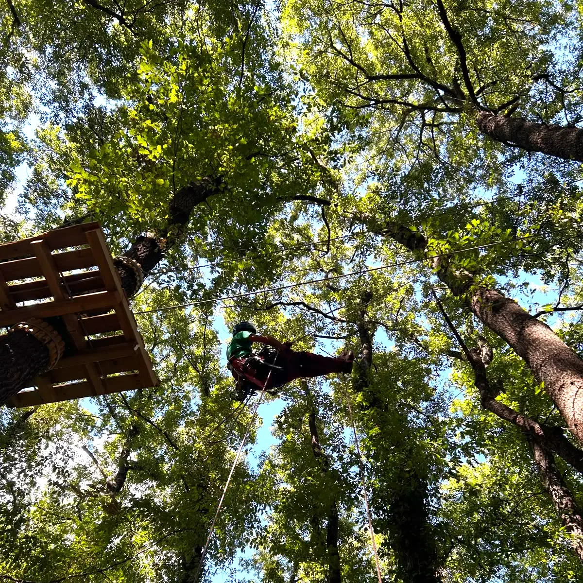 Veduta dall'alto di un arboricoltore e di una piattaforma tra le chiome dei cerri