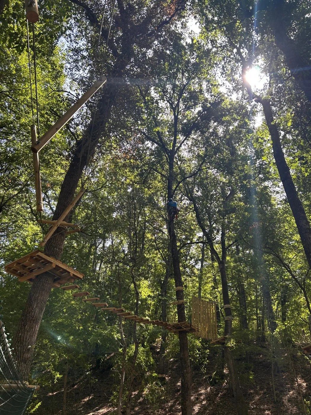 Arboricoltore in risalita verso la chioma controluce