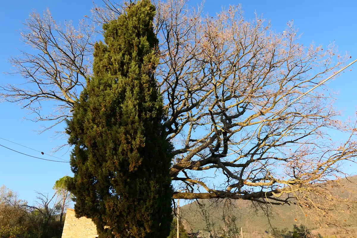 Cipresso e albero deciduo affiancati in piena luce con le colline sullo sfondo