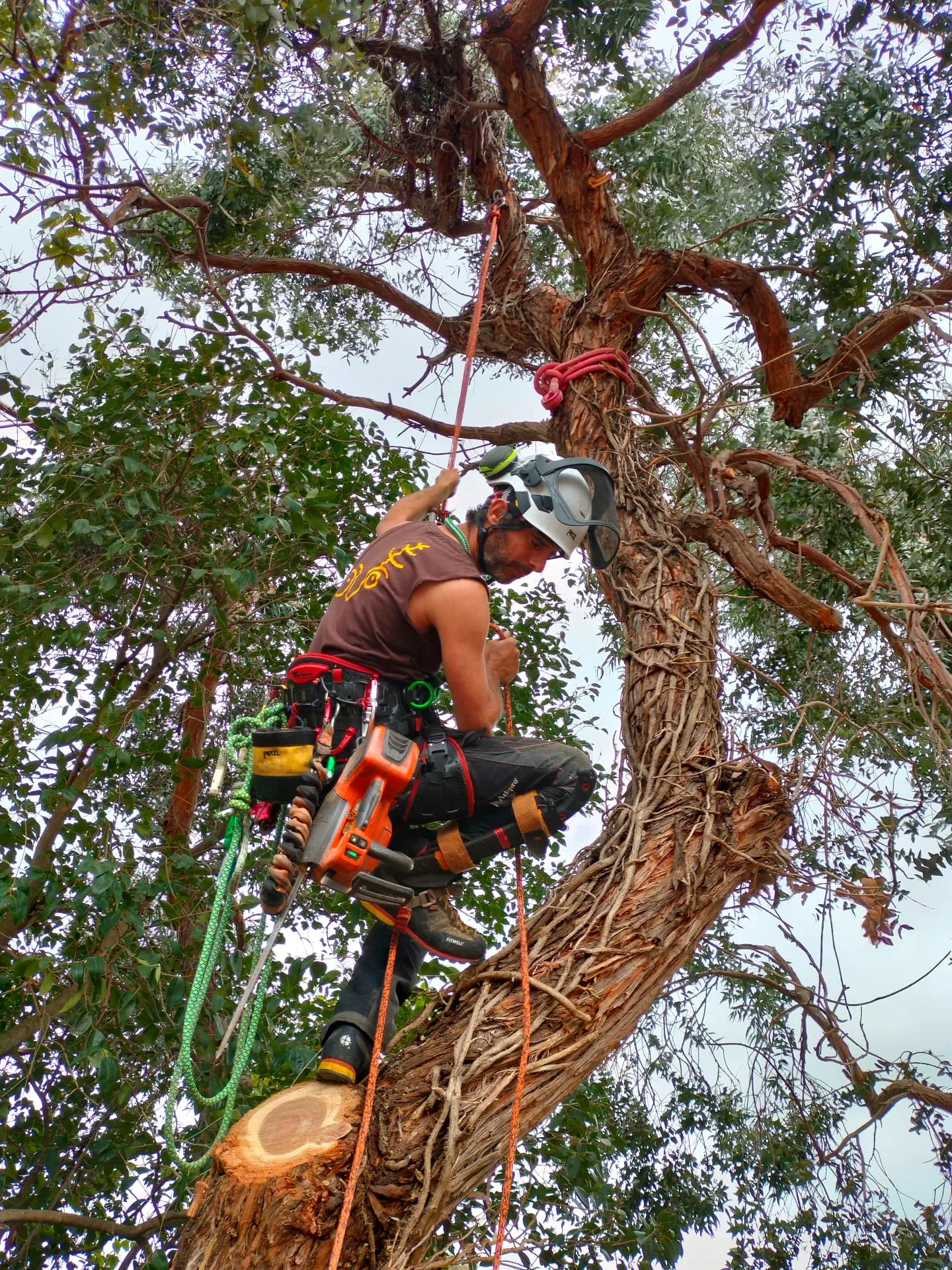 Arboricoltore con motosega in quota