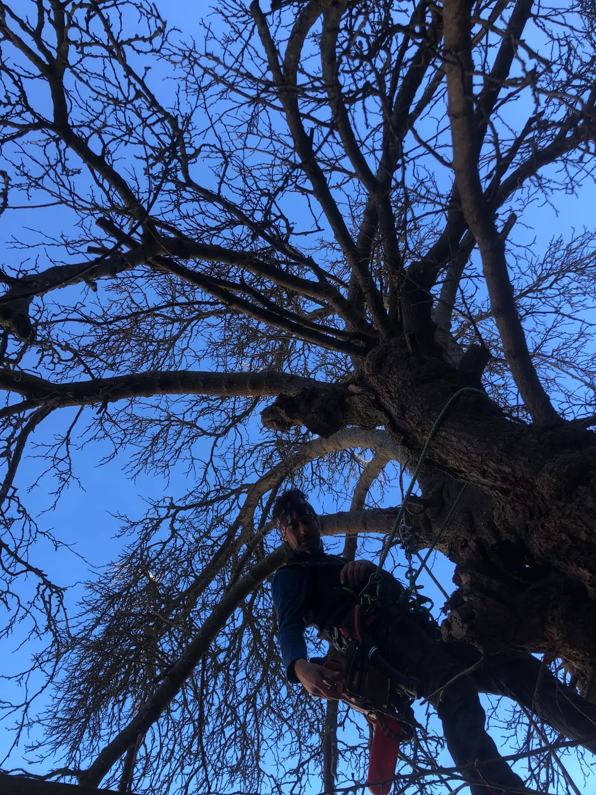 Arboricoltore in chioma visto dal basso