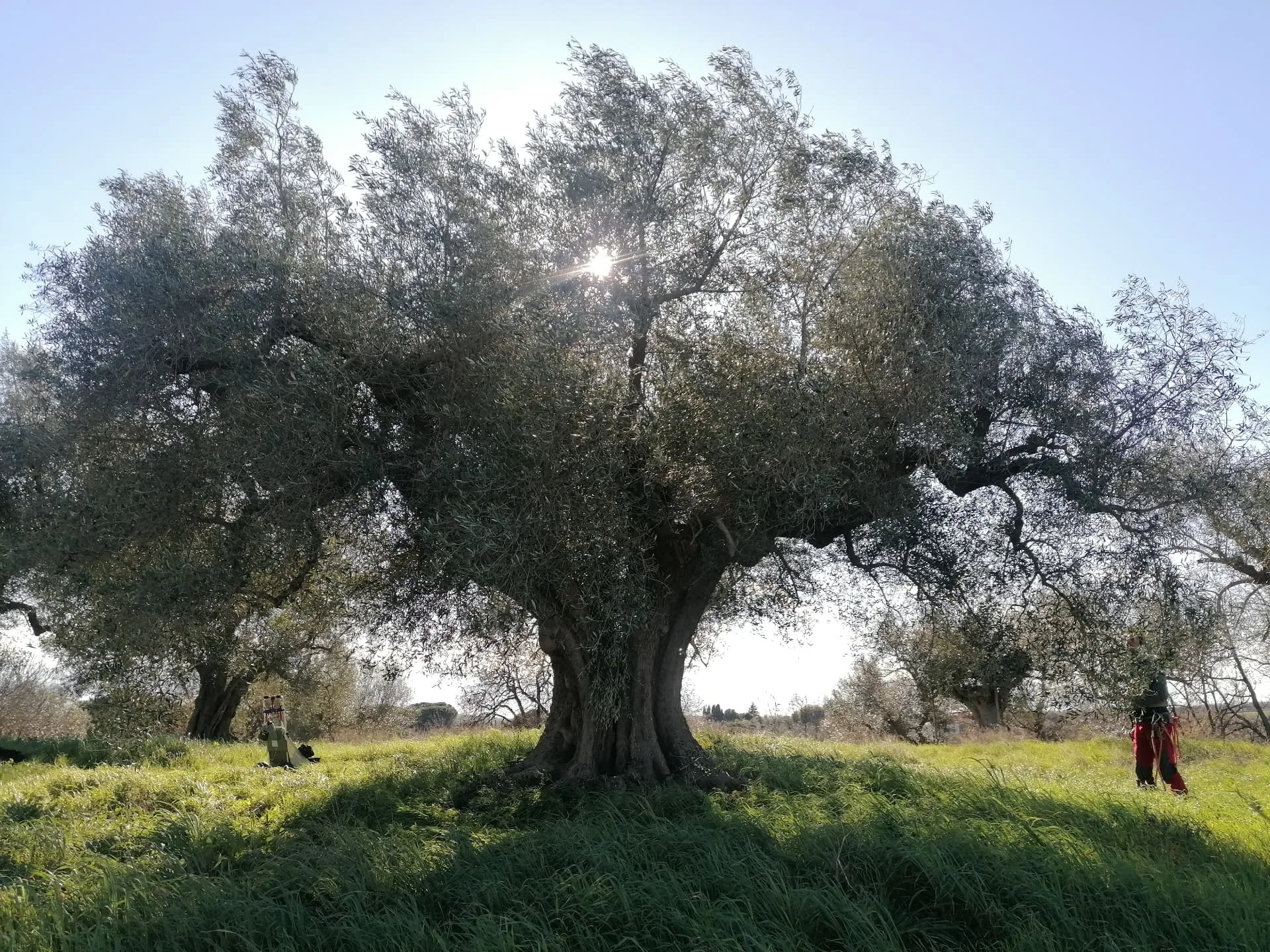 Olivo veterano in piena luce al termine del lavoro