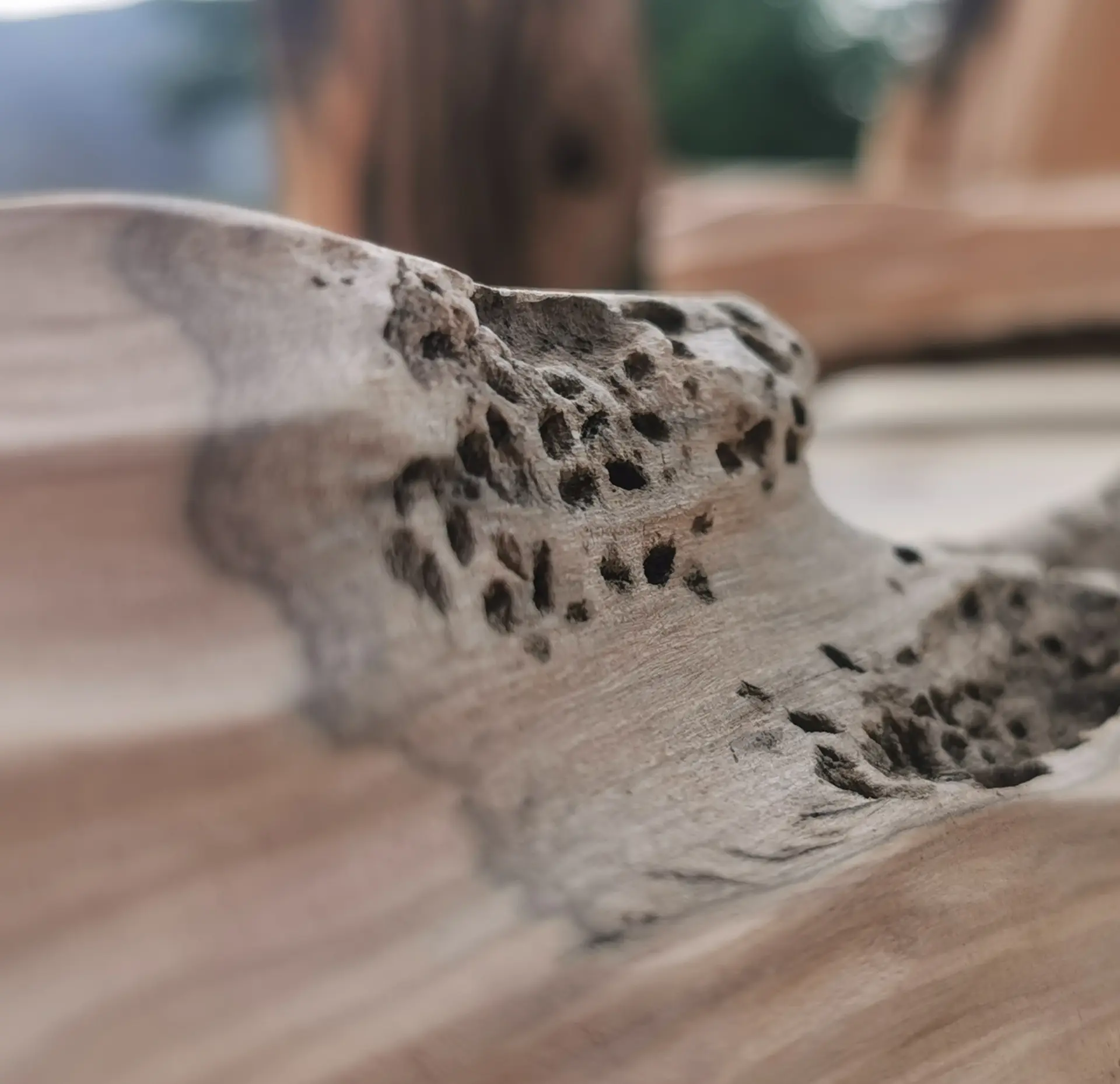 Dettaglio scultoreo di legno con cavità naturali e venature levigate