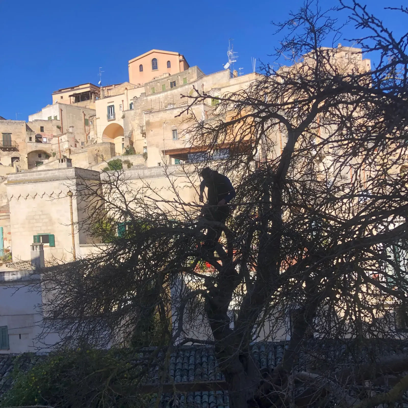 Arboricoltore tra i rami del gelso con l'abitato dei Sassi sullo sfondo