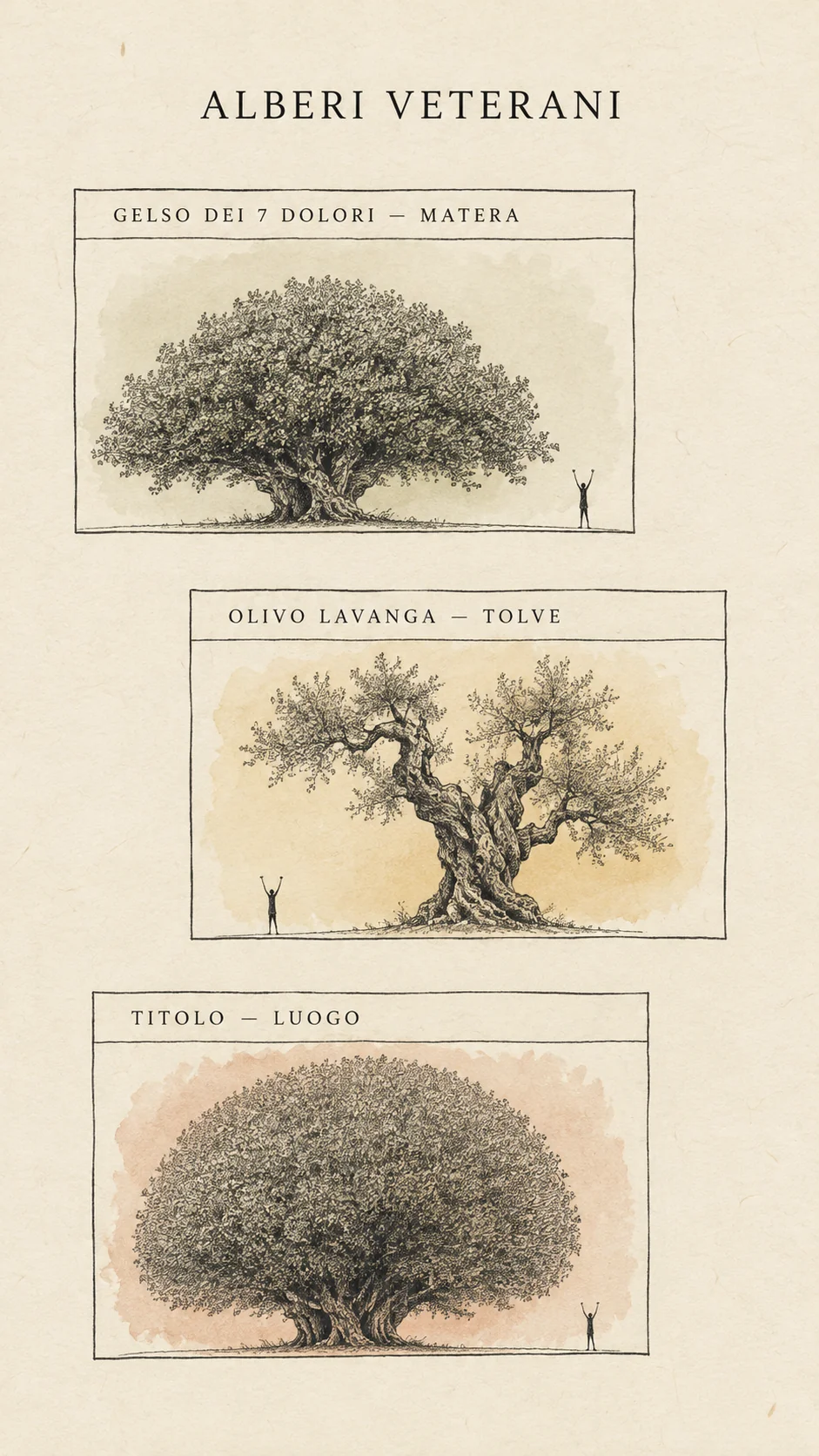 Tavola illustrata con tre alberi veterani: il Gelso dei 7 Dolori a Matera, l’Olivo Lavanga a Tolve e un terzo esemplare